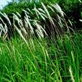 Imperata cylindrica